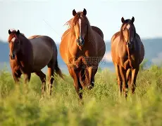 马利纳伊扬头槌绝杀晋级成梦，莫斯科火车头绝望失利